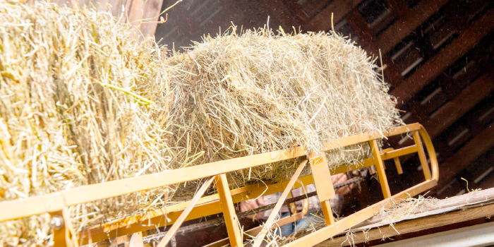 1691047237708563.png Heuförderband.png